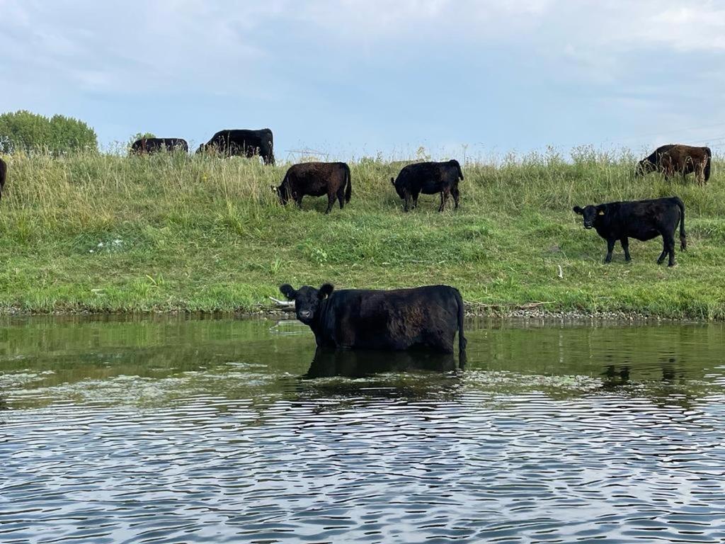 Ons Maashuisje Maaseik Exteriör bild